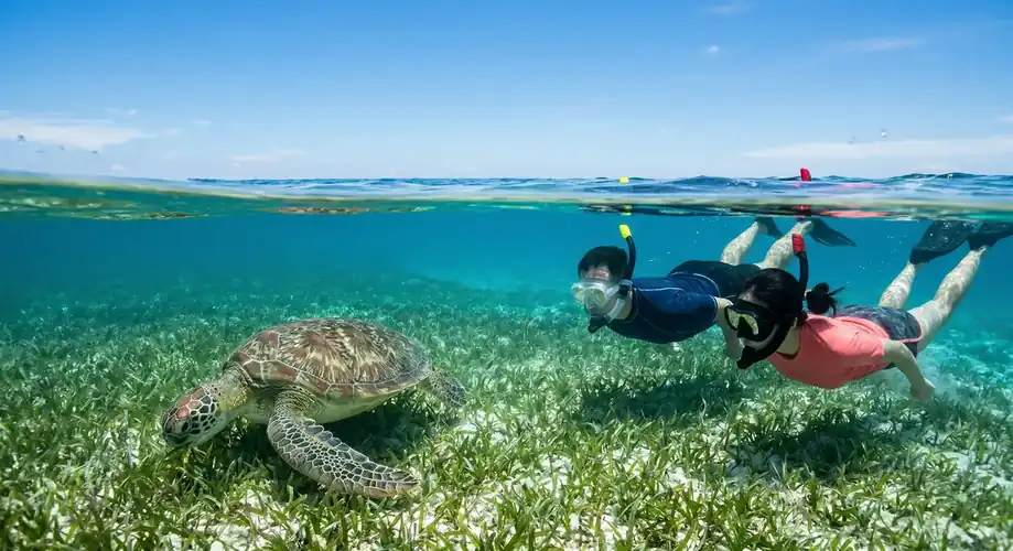 Snorkeling with a sea turtle in Semporna Semporna Royal Resort