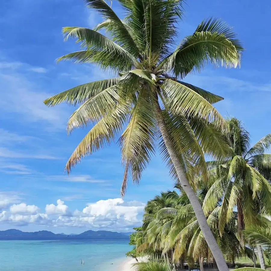 Scenic beach with palm trees during island hopping Semporna Royal Resort